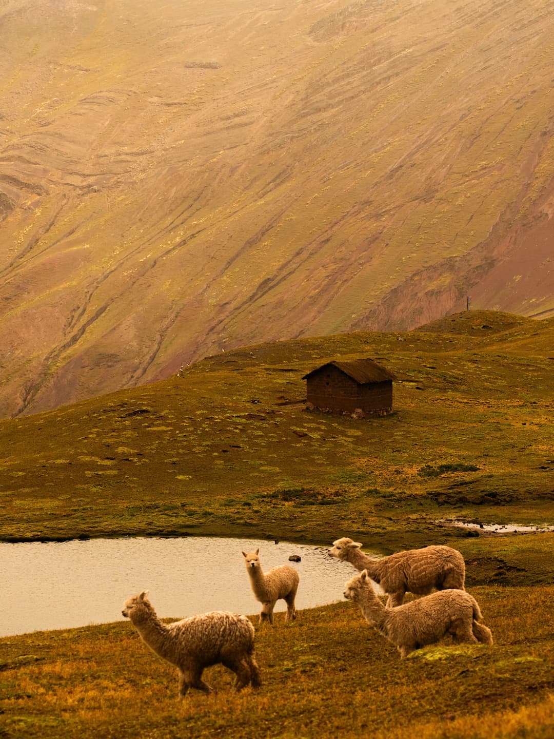 Llamas in Rain
