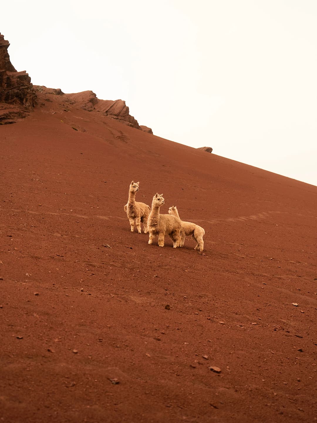 Llamas on Mars
