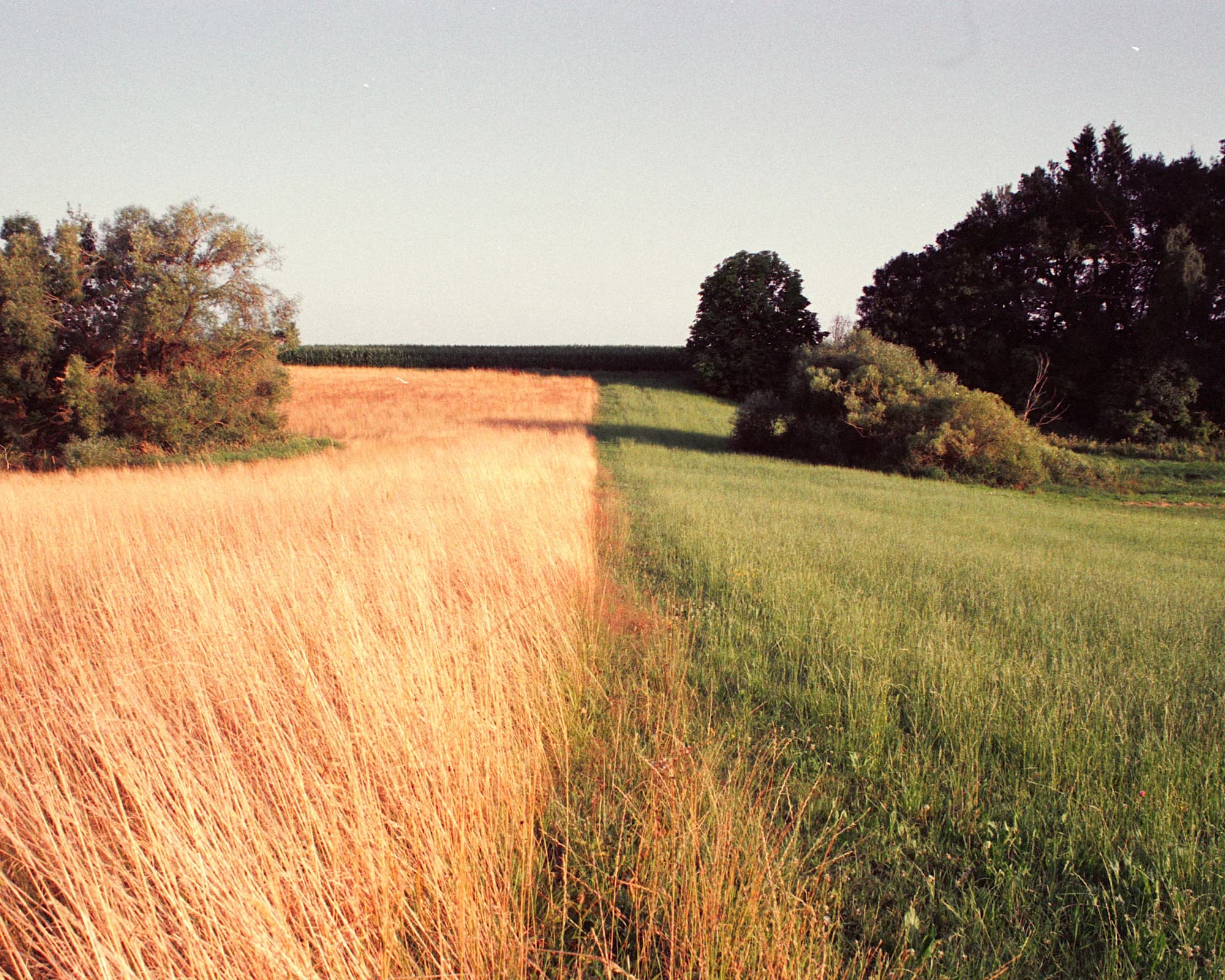 Split Meadow